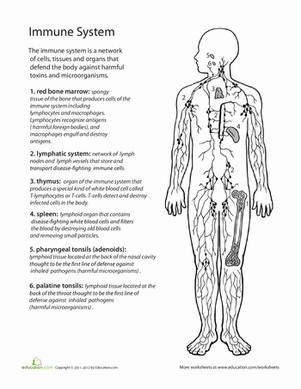 Inside-Out Anatomy: The Immune System | Worksheet 