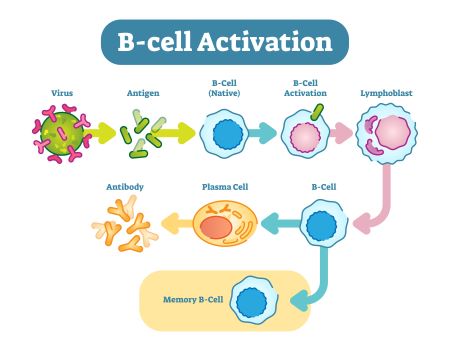 Quiz &  Worksheet - Immune System Responses to Pathogens | Study.com