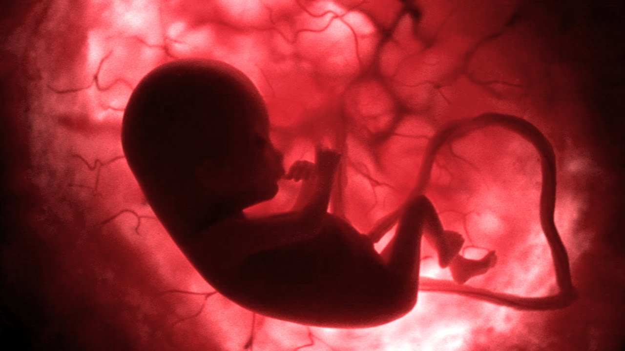 in the womb national geographic worksheet