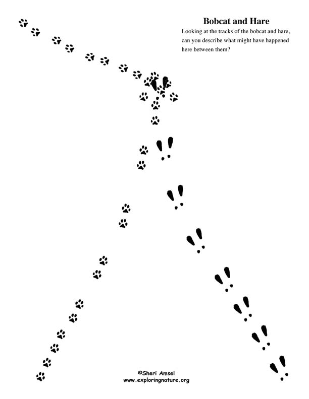 Animal Tracking Observation vs. Inference Activity