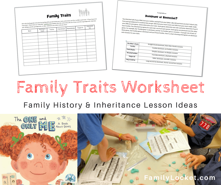 inherited traits worksheet 3rd grade