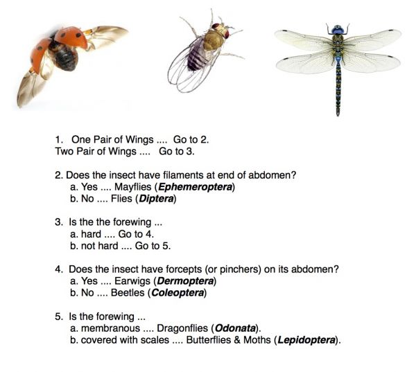 Dichotomous Key Archives Eva Varga Worksheets Library