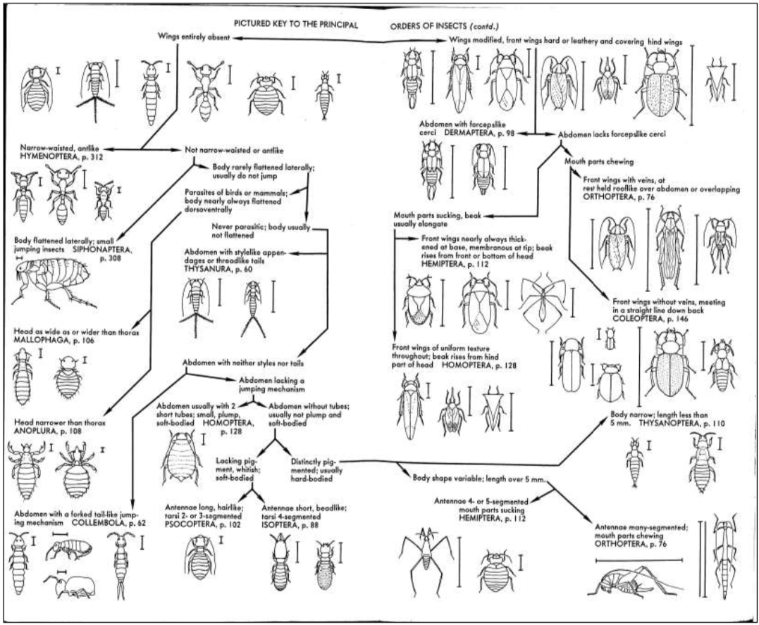Entomology for gardeners OSU Extension Service Worksheets Library