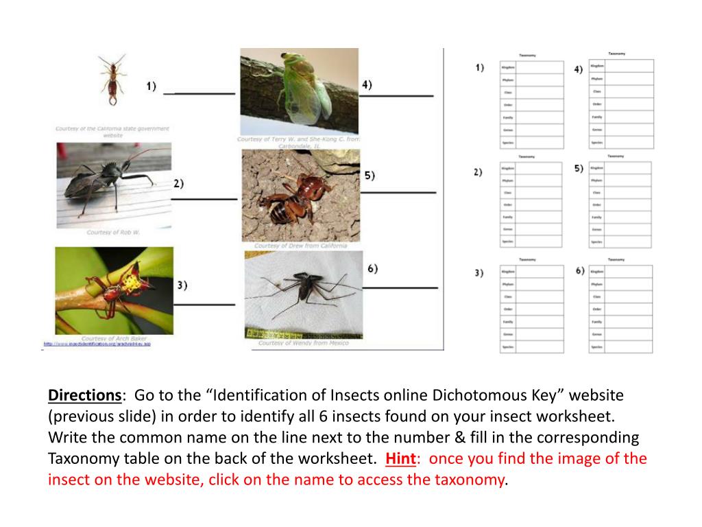 Free insect dichotomous key worksheet, Download Free insect dichotomous