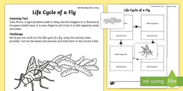 The Life Cycle of a Fly Worksheet / Worksheet (teacher made)