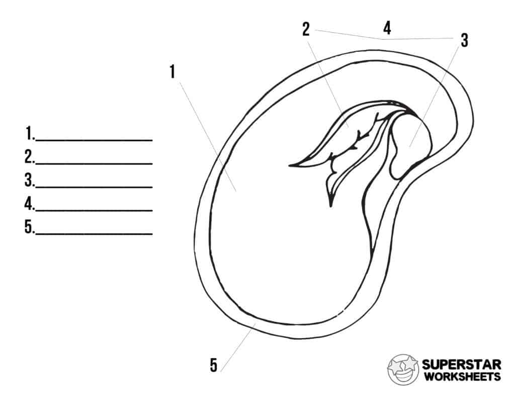 Parts of a Seed Worksheets -Worksheets Library