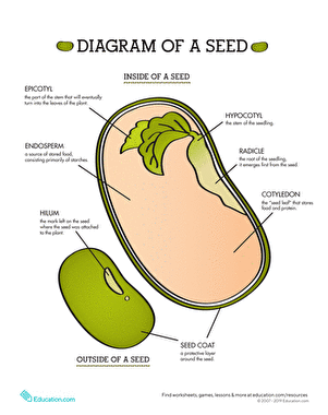 Parts of a Seed | Worksheet 