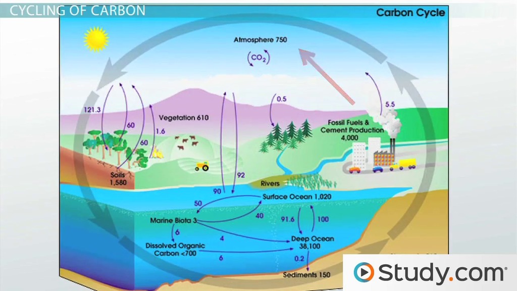 Carbon &  Nitrogen Cycle | Overview, Steps &  Comparison Video