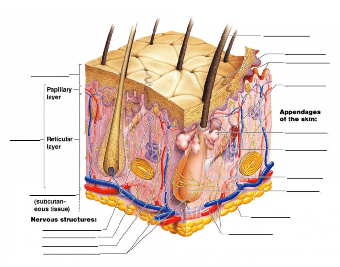 Label the Integumentary System Quiz