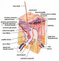 Integumentary System - Reading Comprehension Worksheet | edHelper