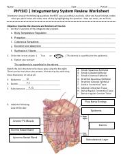 integumentary system worksheet answers