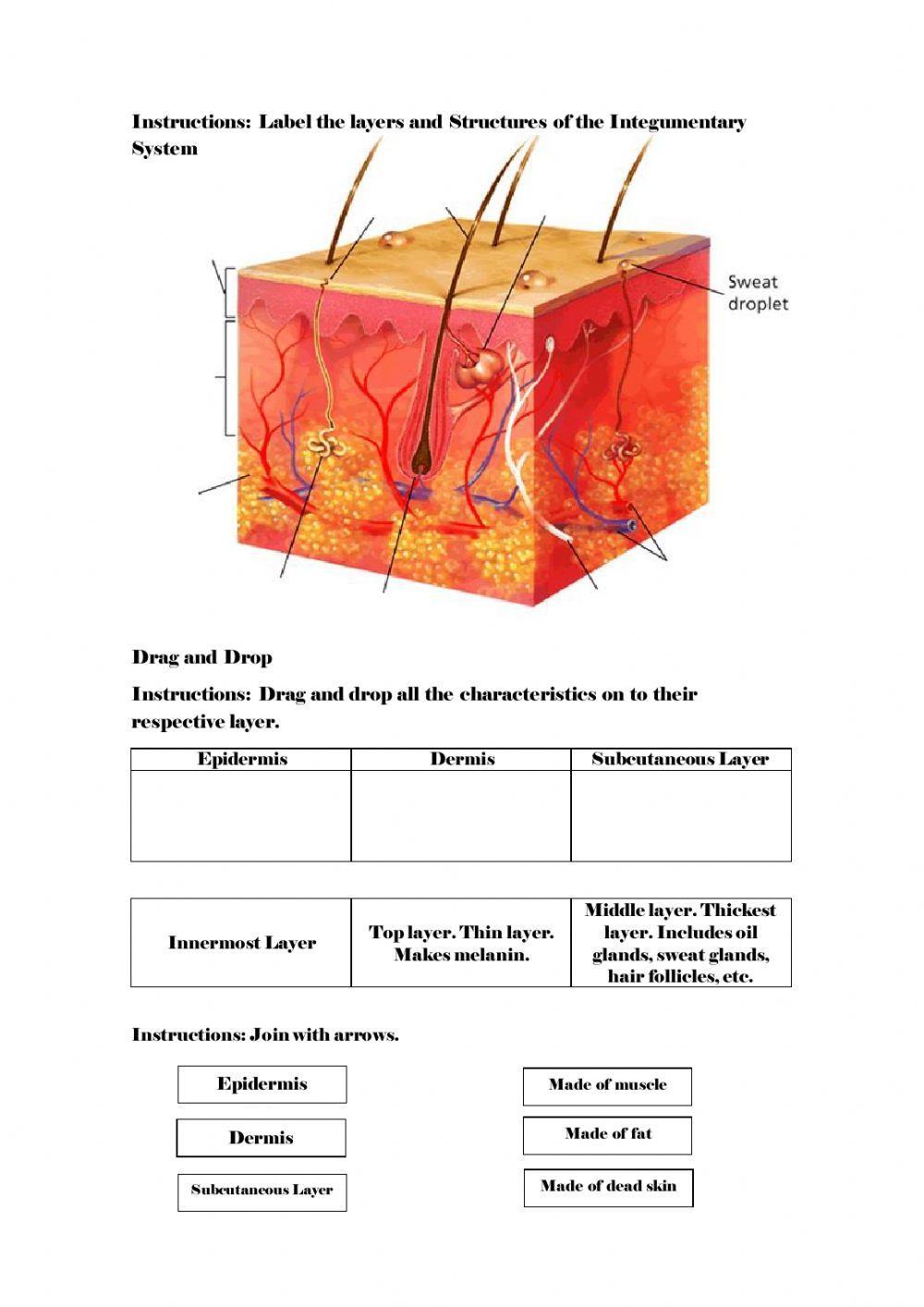 integumentary system worksheet answers