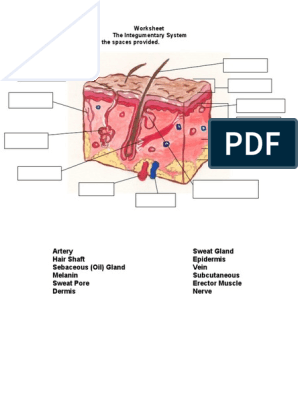 The Integumentary System Worksheet | PDF