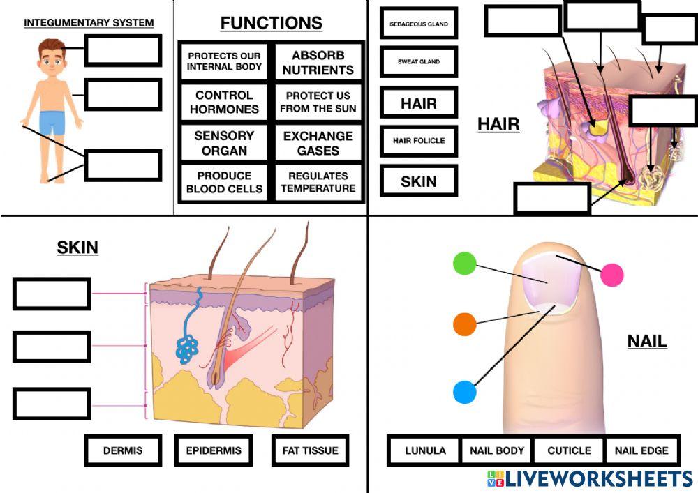 Integumentary system interactive activity Live Worksheets