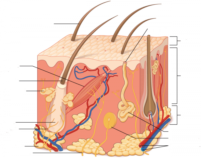 Integumentary System, skin structure — Printable Worksheet