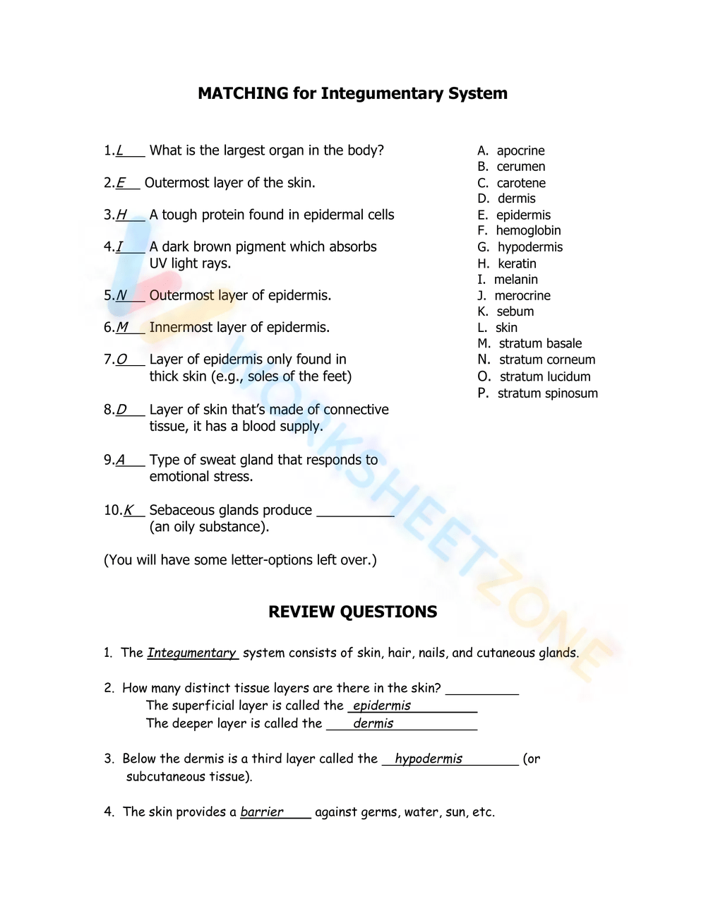 MATCHING For Integumentary System Worksheet