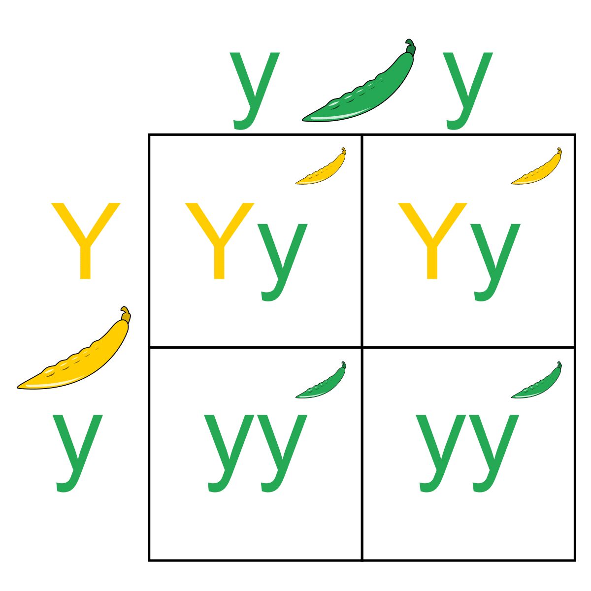 introduction to punnett squares worksheet