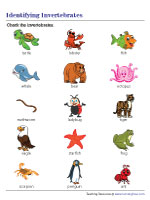 Invertebrates Worksheets