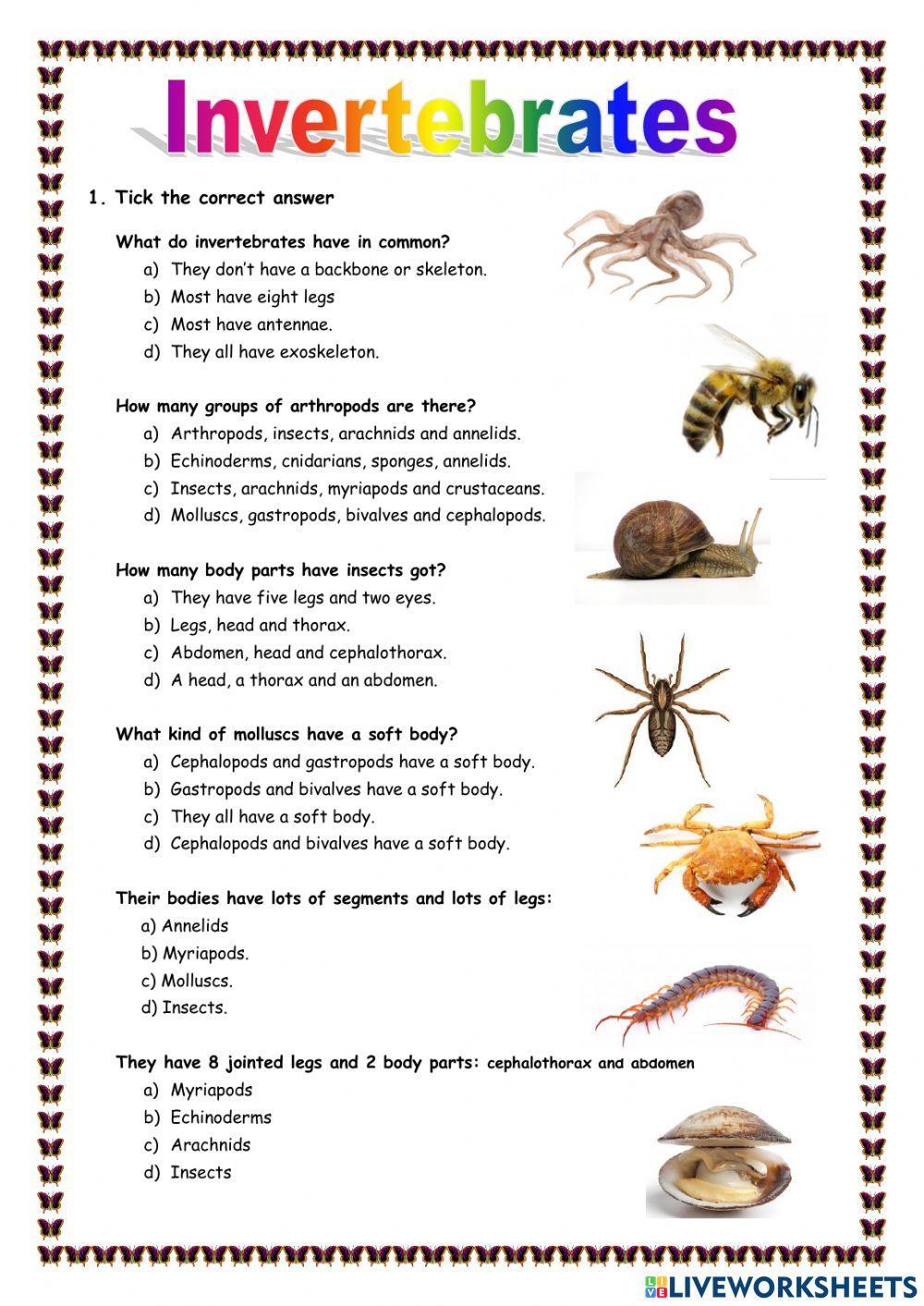 Invertebrate Classification Worksheet Worksheets Library