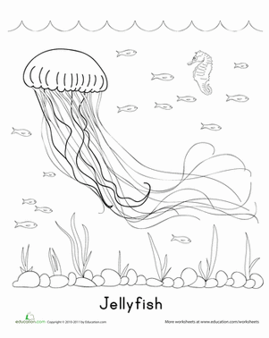 Jellyfish | Worksheet 