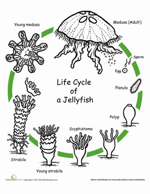 Jellyfish | Free Printable Templates &  Coloring Pages ...