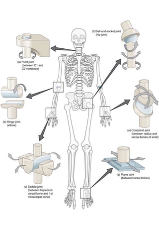 Types of joint worksheet | PDF