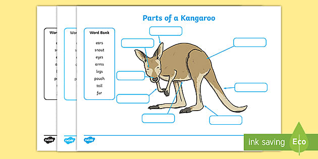 Parts of a Kangaroo Labelling Worksheet (Lehrer gemacht)