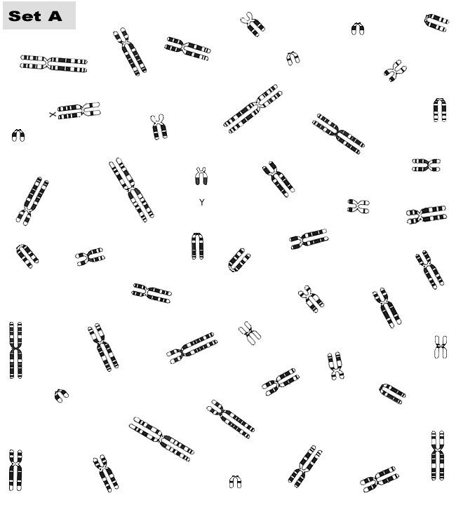 Chromosome Study - Teacher Instructions