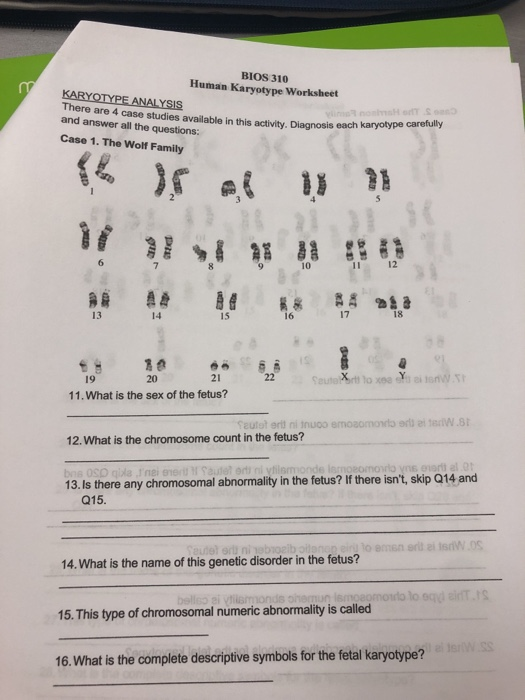 Solved BIOS 310 Human Karyotype Worksheet KARYOTYPE ANALYSIS ...