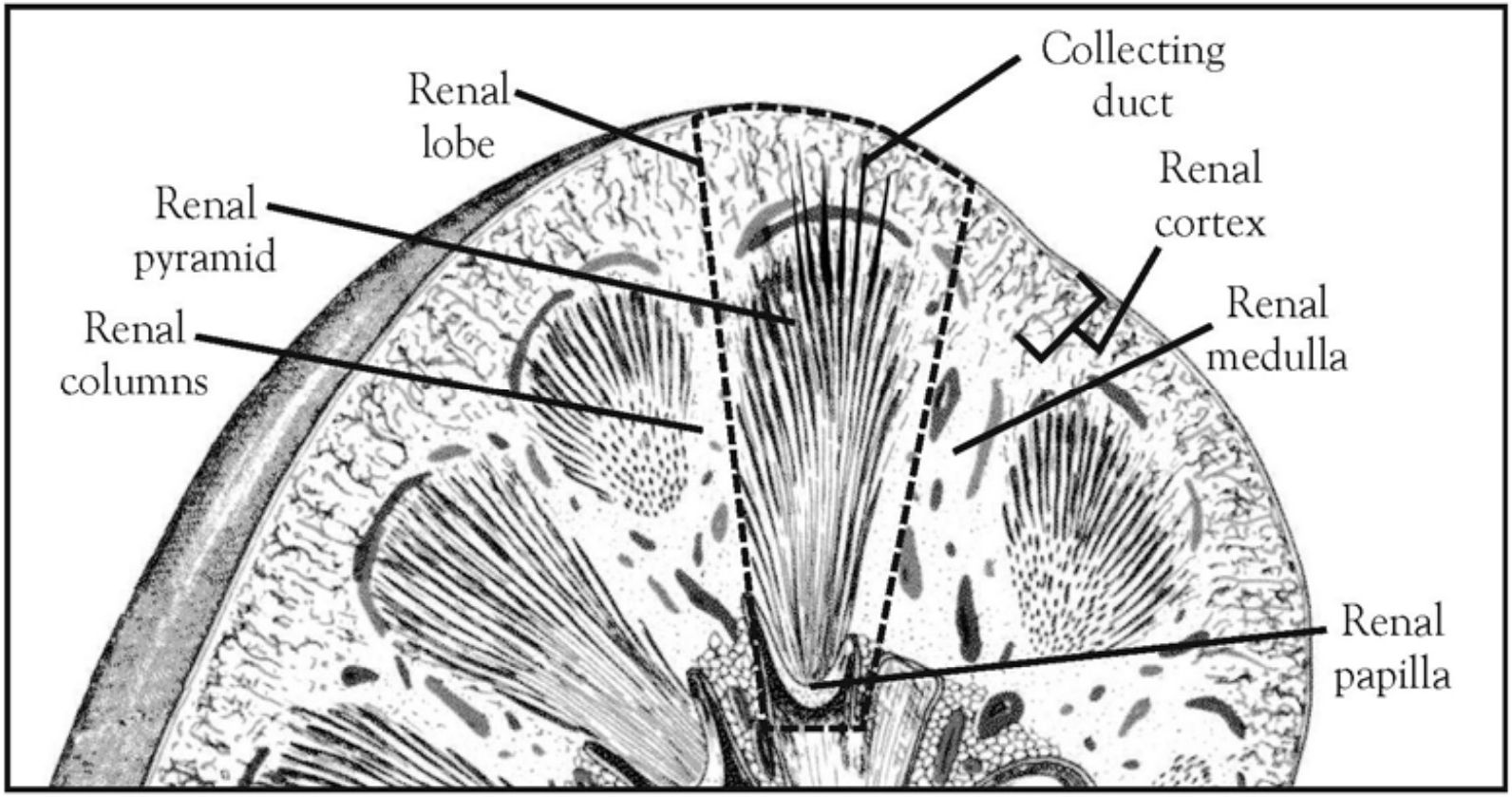 Mammalian Kidney Dissection | Carolina Biological Supply