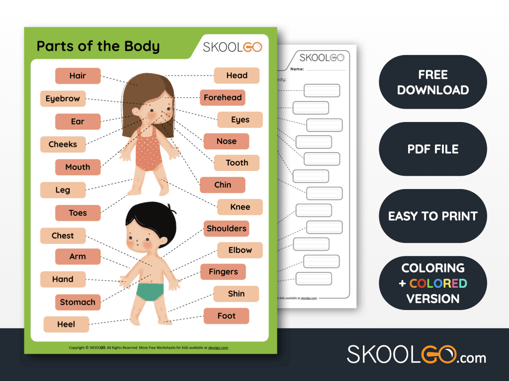 Parts of the Body - Free Worksheet - SKOOLGO