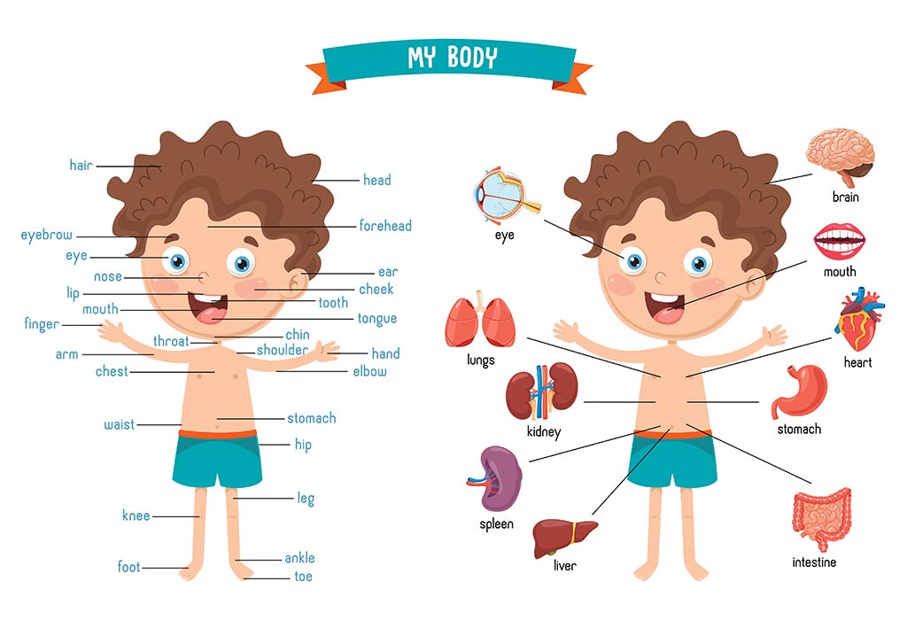 kindergarten parts of the body