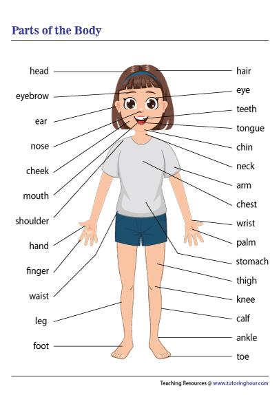 kindergarten parts of the body
