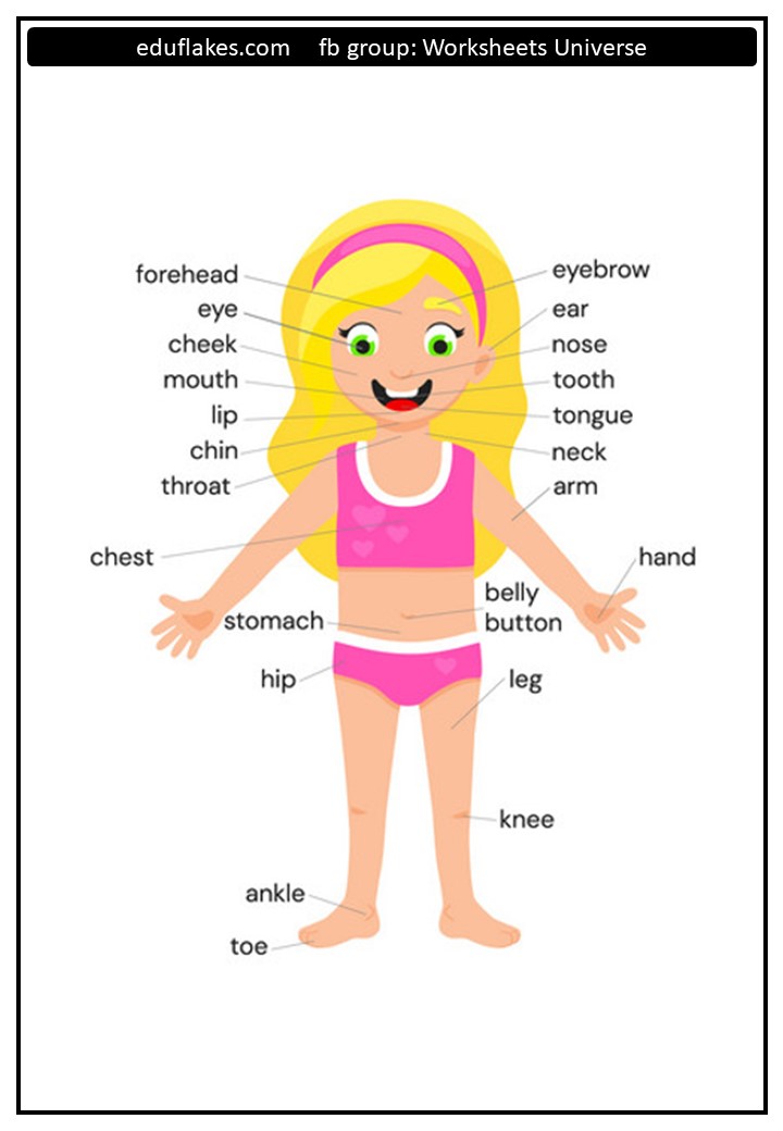 kindergarten parts of the body