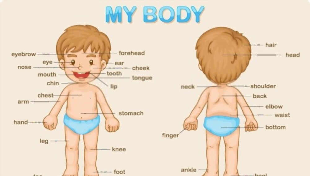 kindergarten parts of the body