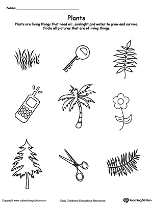FREE* Understand Living Things: Plants | MyTeachingStation.com