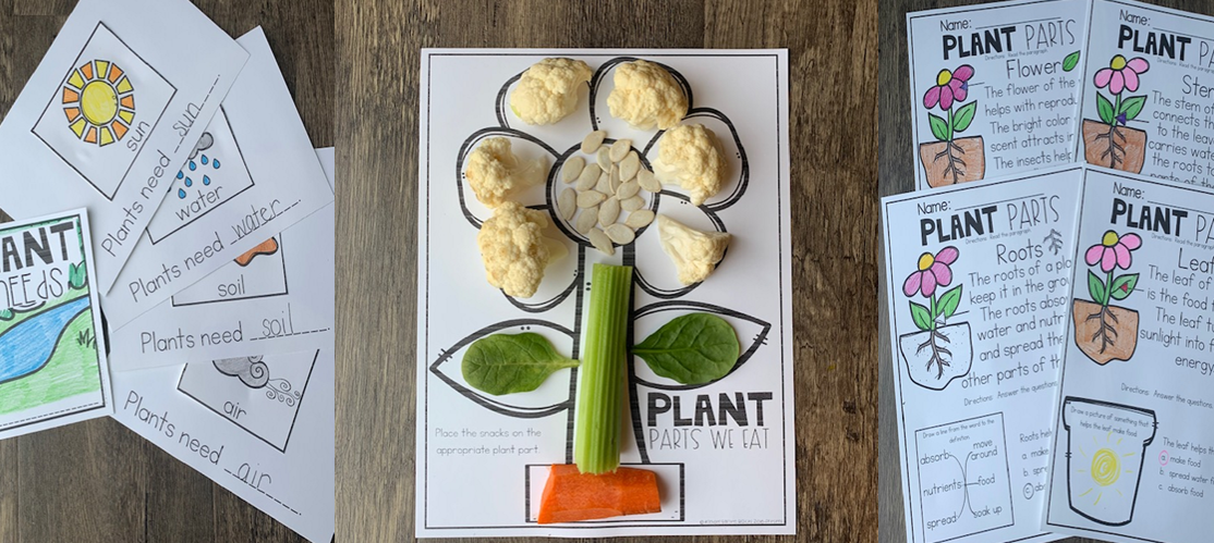Plant Worksheets for Kindergarten | Types of Plants | Plant Life Cycle