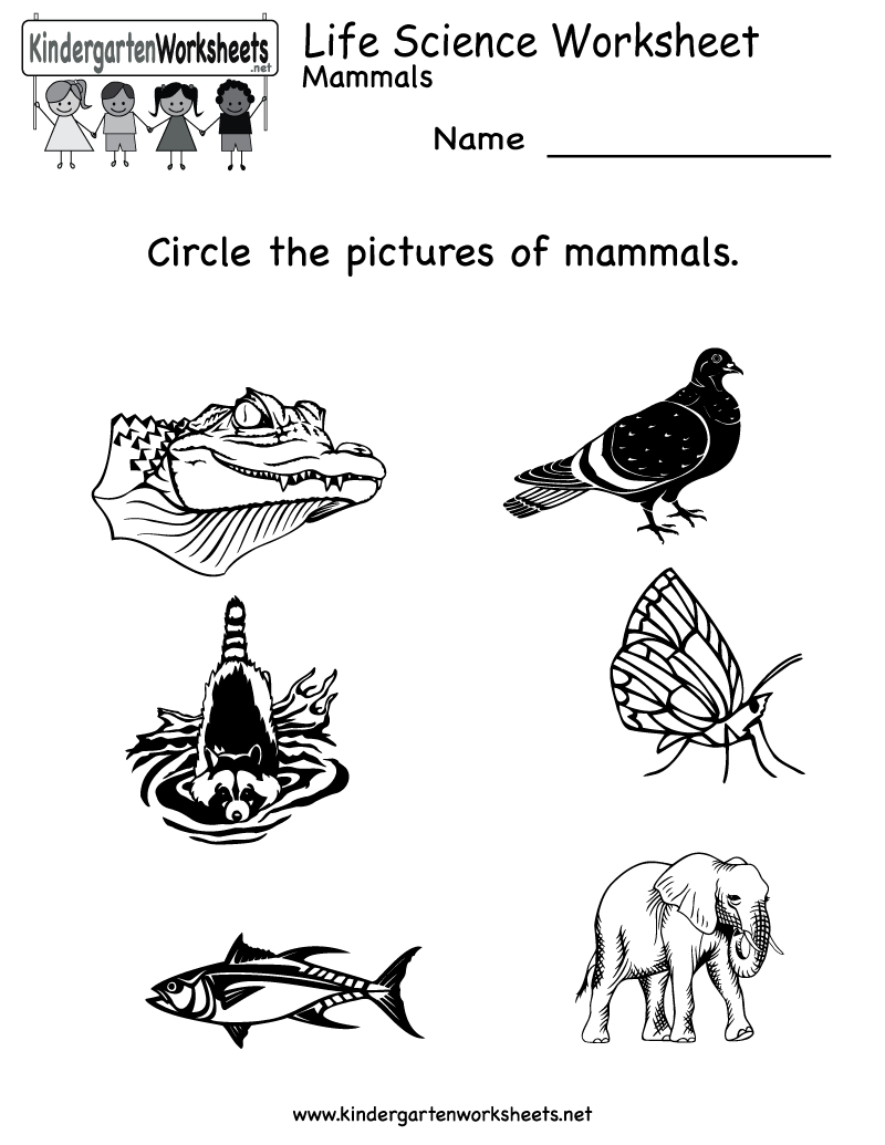 kindergarten science worksheet free