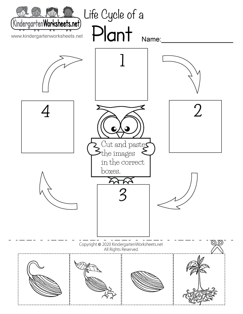 kindergarten science worksheet free