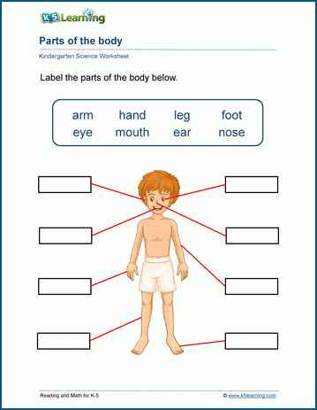 Our Bodies - Kindergarten Worksheets | Worsheets library