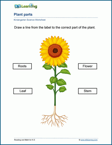 Plants worksheets for kindergarten students | Worsheets library