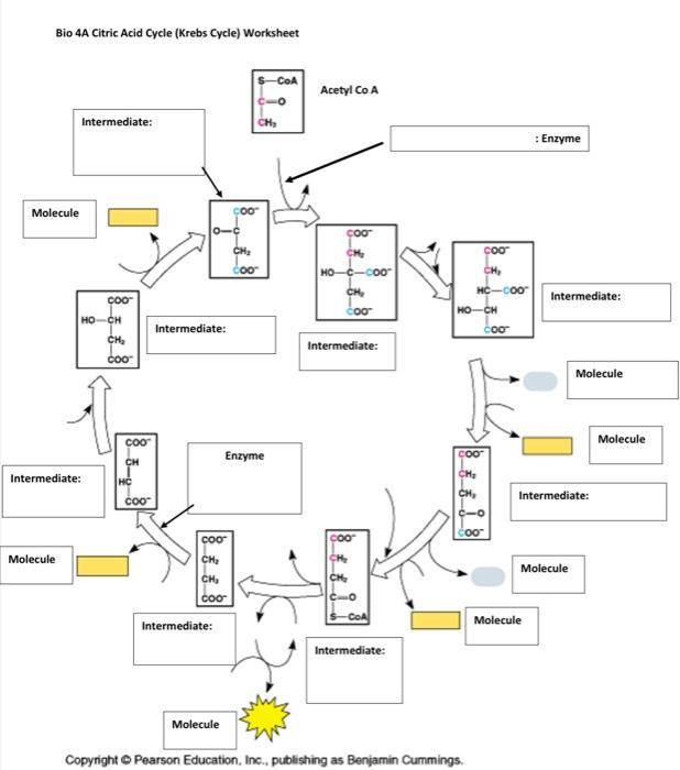 Bio 4A Citric Acid Cycle (Krebs Cycle) Worksheet | Chegg.com