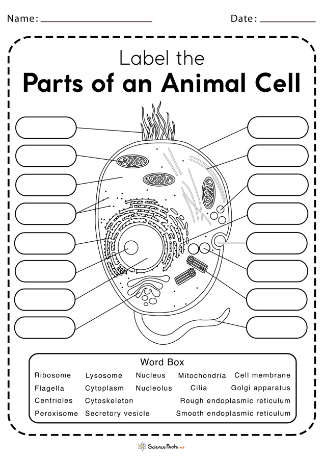 Animal Cell Worksheets - Free Printable