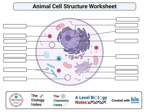 Label The Animal Cell Worksheet