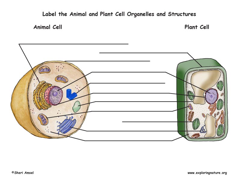 label an animal cell worksheet