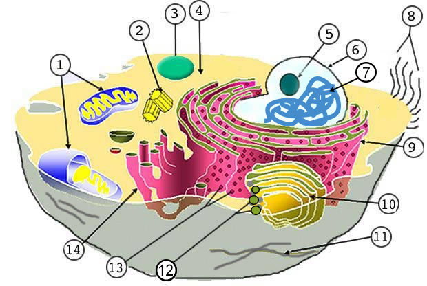 Label the Parts of the Plant and Animal Cell