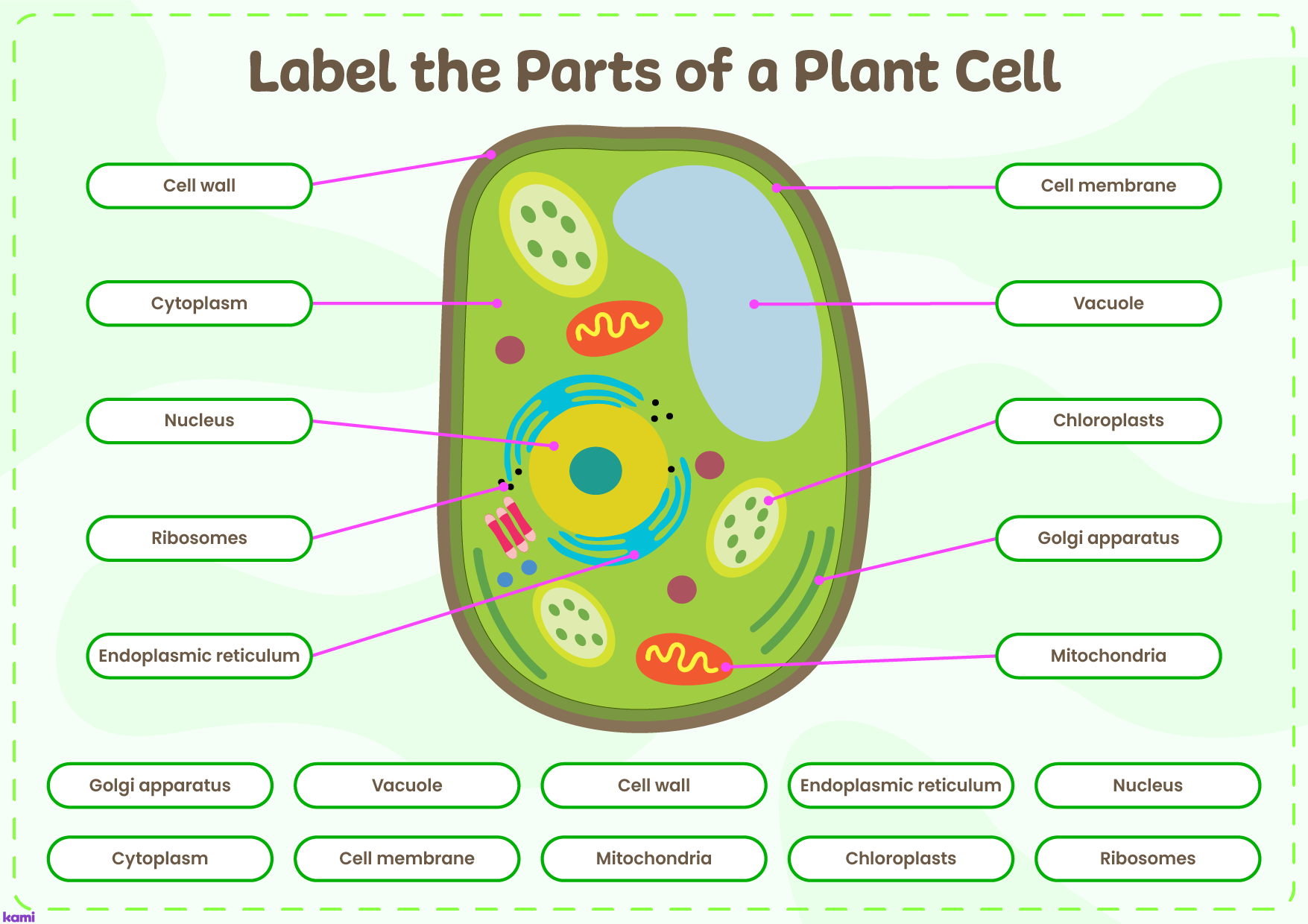 Interactive Parts of a Plant Cell | Answer Key for Teachers ...