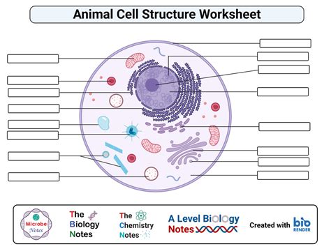 Label The Animal Cell Worksheet