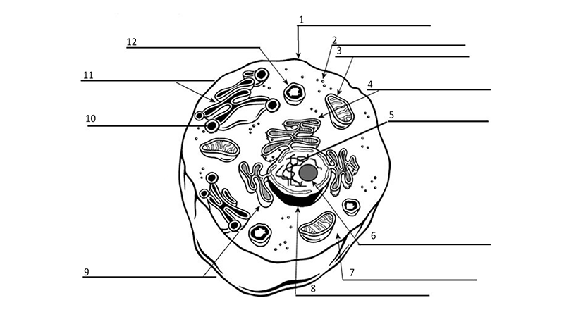 cell | The Biology Corner