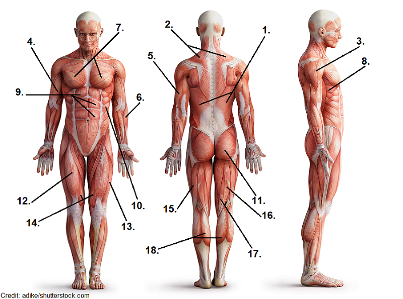 label muscles of the body worksheet